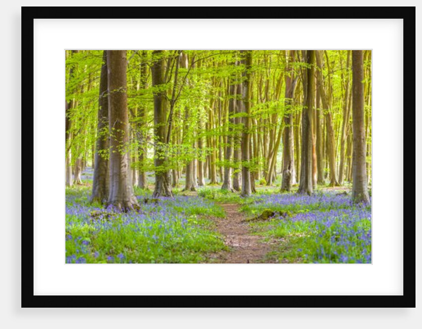 Pathway through forest by Assaf Frank